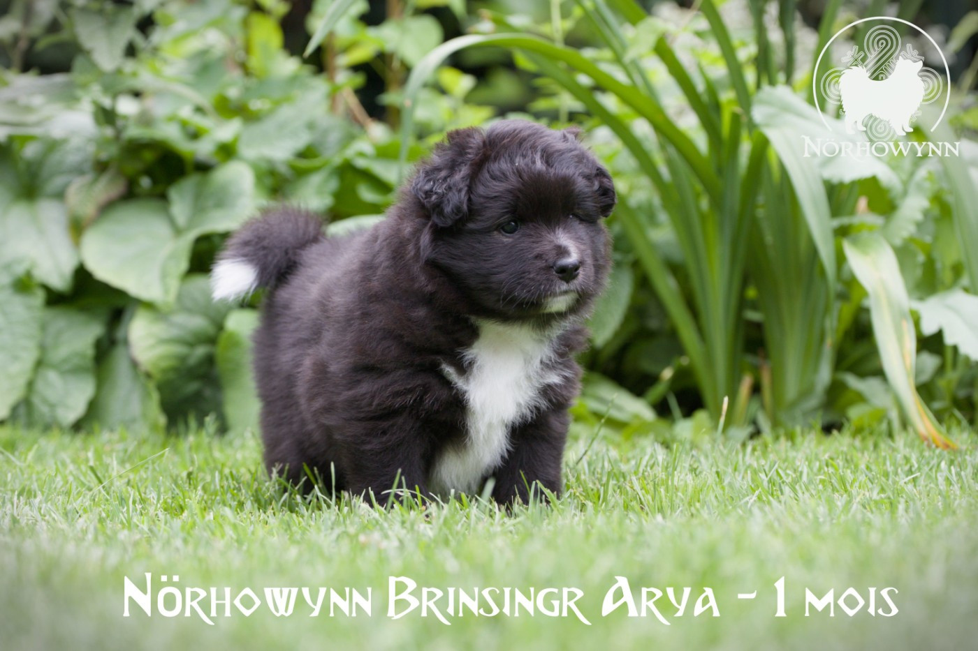 Norhowynn - Chiots disponibles - Chien finnois de Laponie