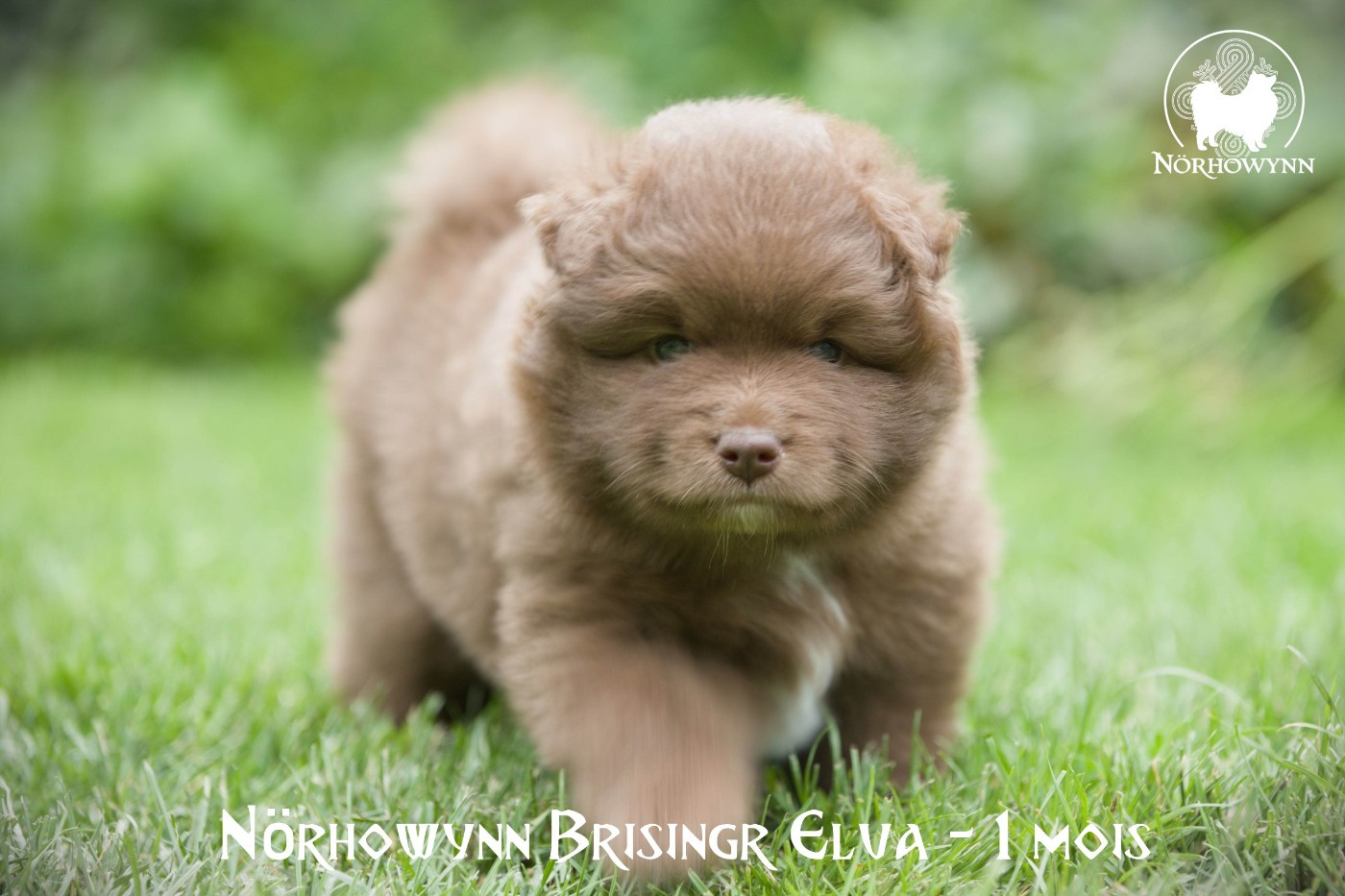Norhowynn - Chiots disponibles - Chien finnois de Laponie