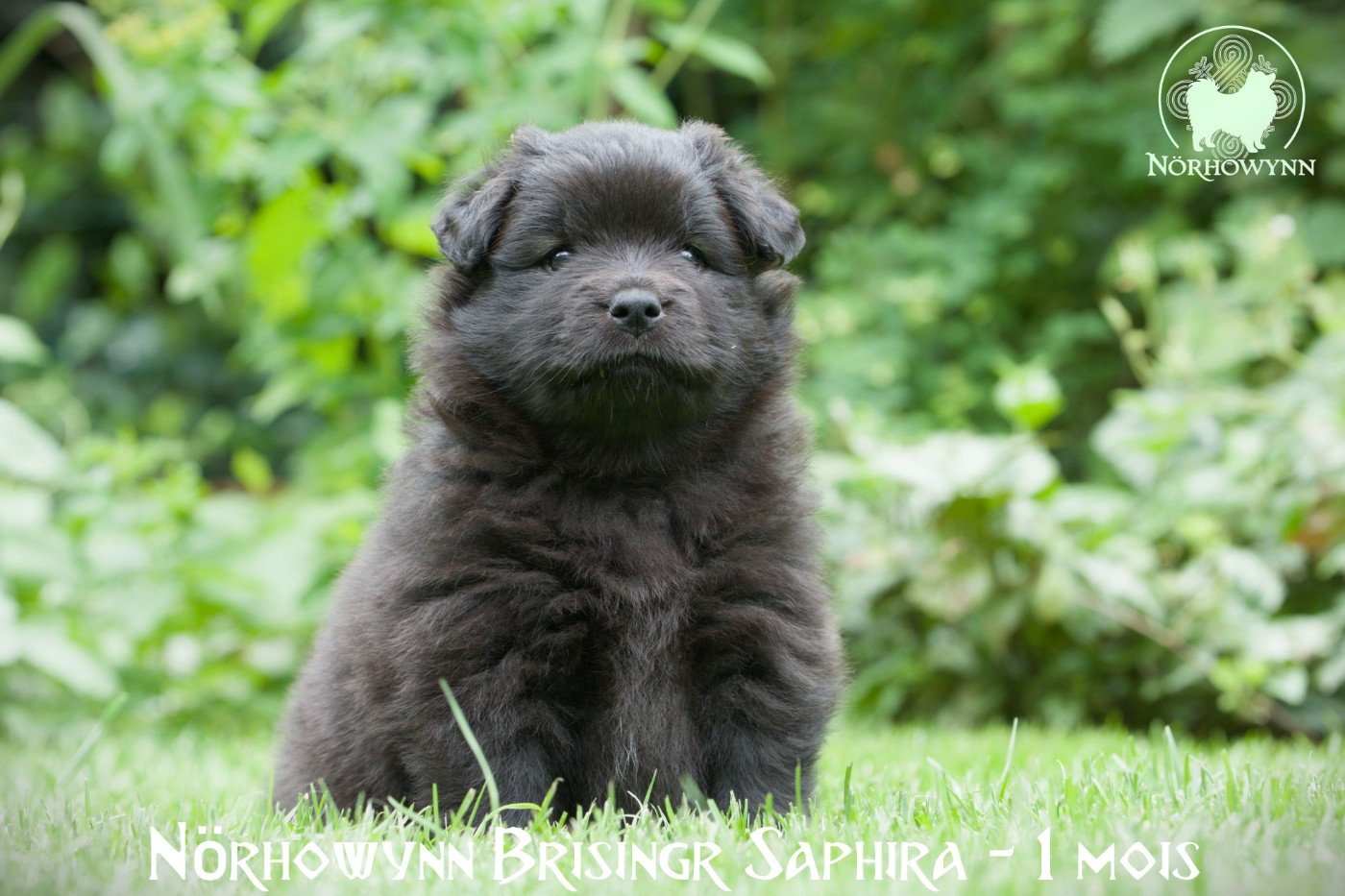 Norhowynn - Chiots disponibles - Chien finnois de Laponie