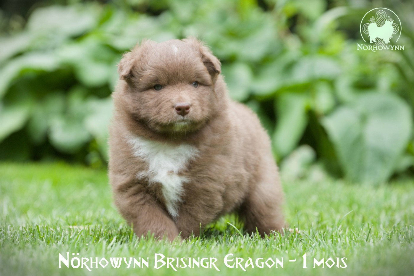 Norhowynn - Chiots disponibles - Chien finnois de Laponie