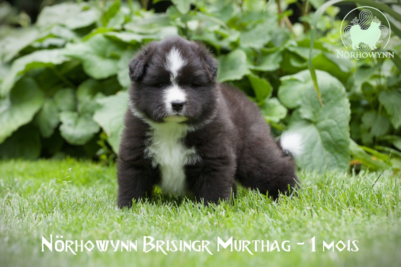 Norhowynn - Chiots disponibles - Chien finnois de Laponie